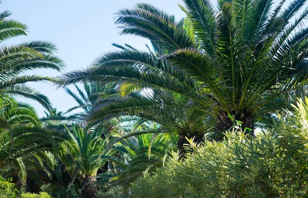 Des Palmiers Nature Tropicale Voyage — Photo