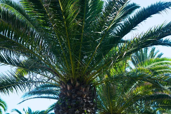 Palmiye Ağaçları Tropikal Doğa Seyahat — Stok fotoğraf