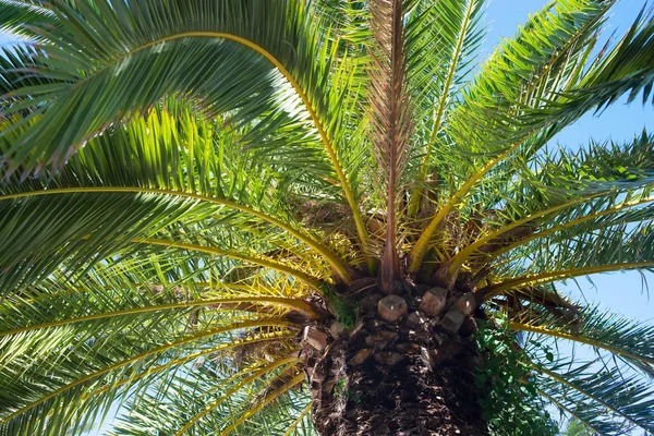 Palmové Kmeny Listím Exotický Strom Zavřít — Stock fotografie