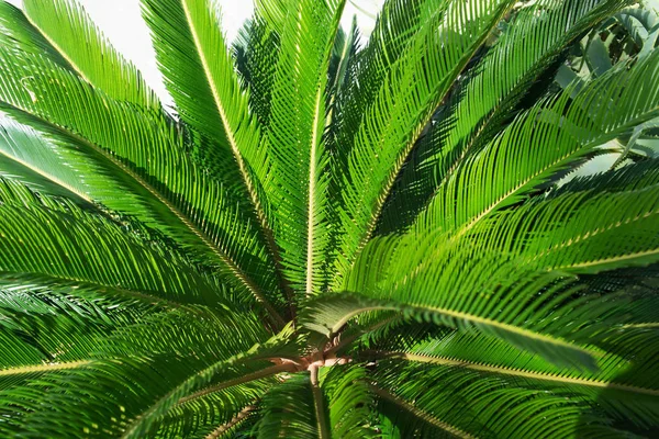 Folhas Palma Perto Natureza Tropical — Fotografia de Stock