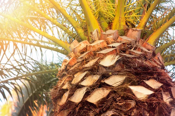 Malles Palmier Avec Feuillage Arbre Exotique Gros Plan — Photo