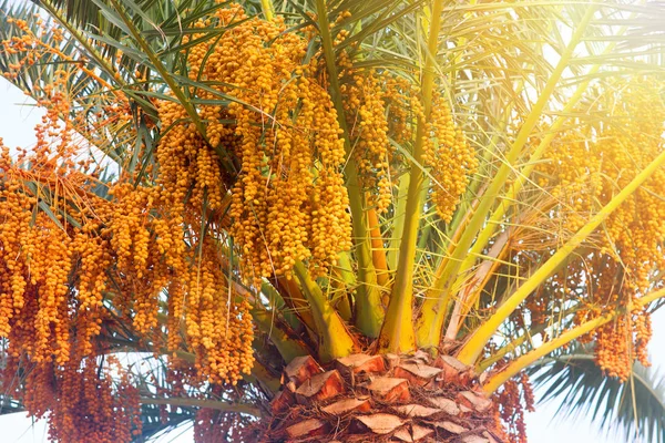 Date palm, orange fruits. Exotic tree