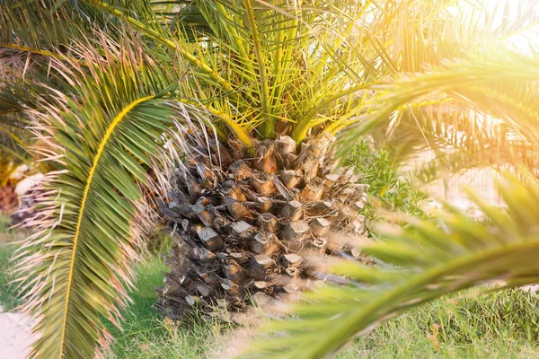 Malles Palmier Avec Feuillage Arbre Exotique Gros Plan — Photo