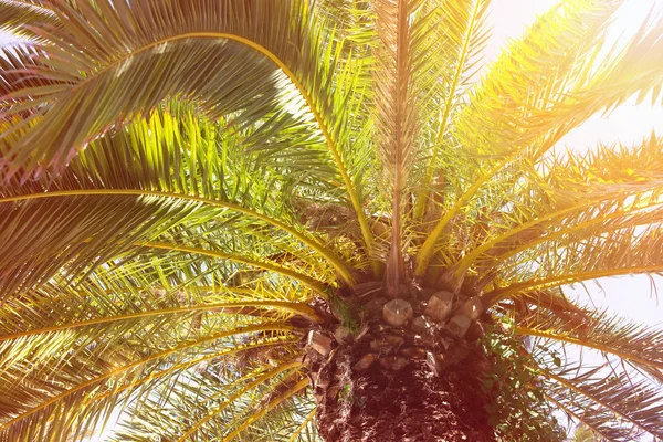 Palmstammen Met Gebladerte Exotische Boom Van Dichtbij — Stockfoto