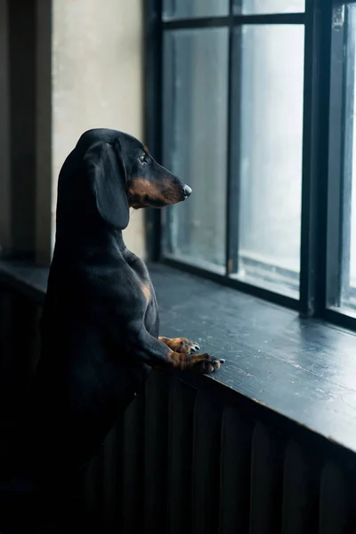 Sadness Dachshund Dog Standing Window — Stock Photo, Image