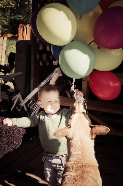 快乐的小男孩与狗和气球玩耍 — 图库照片