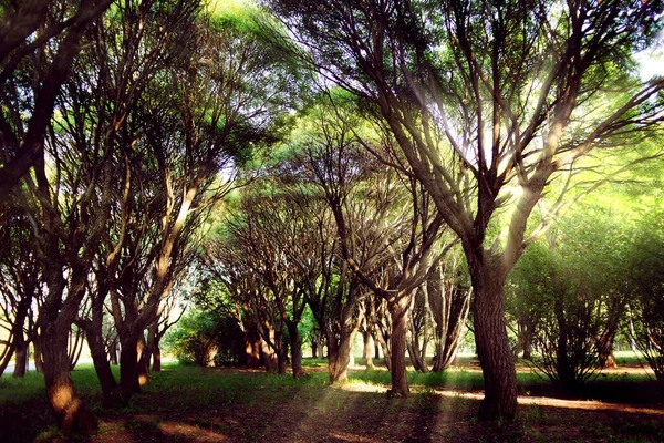 Árvores Parque Verão Com Raios Manhã Verão — Fotografia de Stock