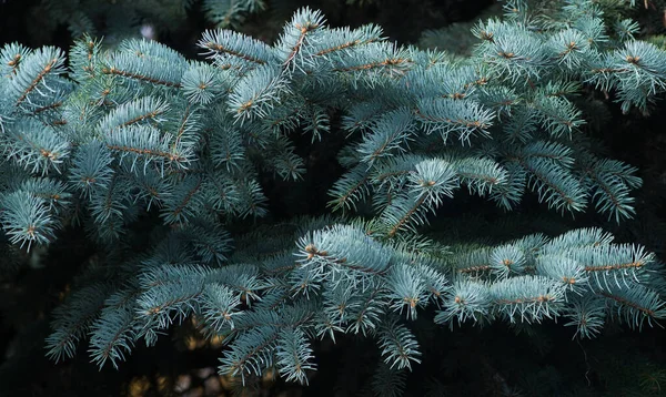 青いトウヒ モミの木の背景 — ストック写真