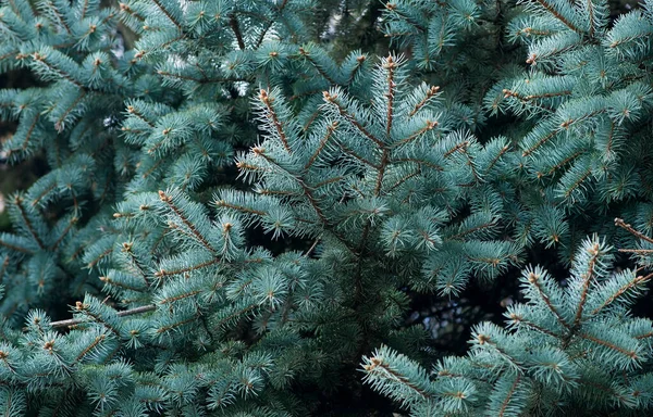 Blue spruce, fir, fir-tree background