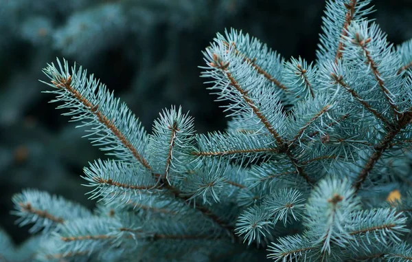 Épinette Bleue Sapin Fond Sapin — Photo