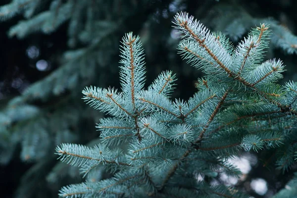 Épinette Bleue Sapin Fond Sapin — Photo