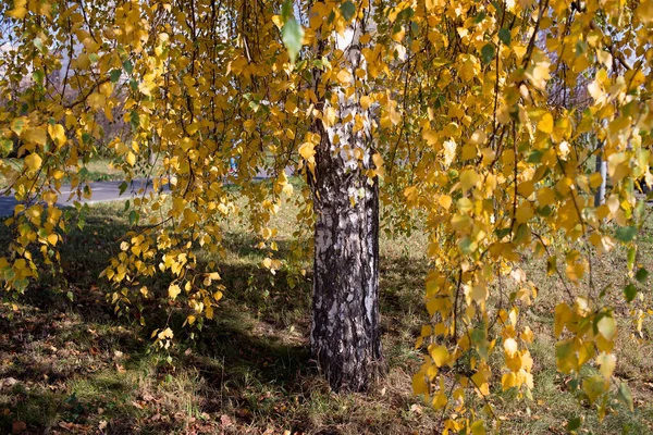 Listy Podzimní Žluté Břízy Pozadí — Stock fotografie