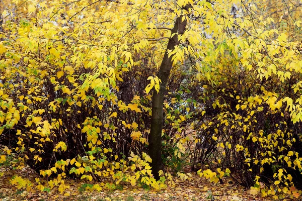 Hösten Faller Löv Bakgrund Oktober — Stockfoto