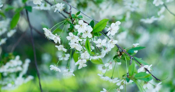 Fondo Flor Cerezo Manzana — Foto de Stock