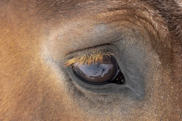 Детальний Очей Чудовий Важкий Тяговий Кінь — стокове фото