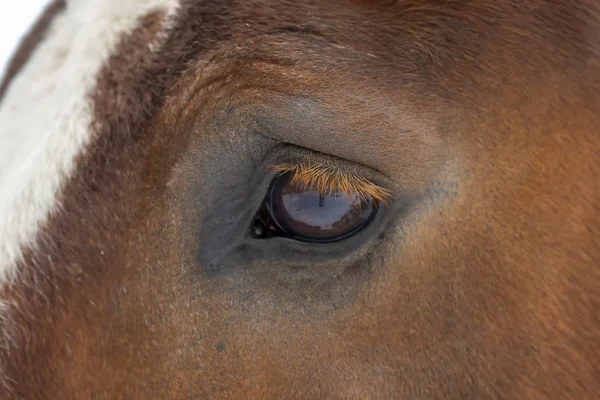 Olhos Detalhados Cavalo Esboço Pesado — Fotografia de Stock