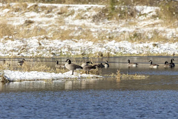 Flock Geese River — Stock Photo, Image