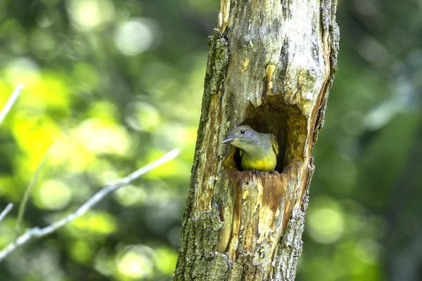 Den Stora Sprickiga Flugsnapparen Myiarchus Crinitus Hanne Sittande Nära Boet — Stockfoto