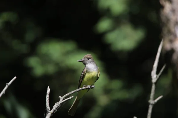 Grand Moucherolle Crête Myiarchus Crinitus Mâle Perché Près Nid — Photo