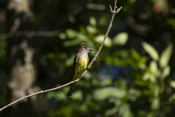 Great Crested Flycatcher Myiarchus Crinitus Male Perched Nest — Stock Photo, Image