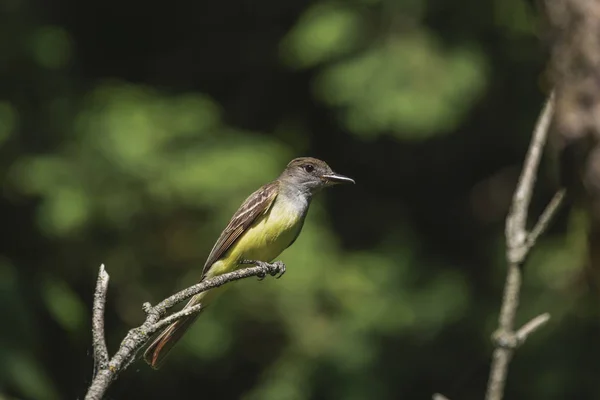 Grande Acchiappamosche Myiarchus Crinitus Maschio Appollaiato Vicino Nido — Foto Stock