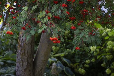 Kırmızı yaban mersini, bu meyveler birçok kuş ve hayvana yem olarak hizmet eder.