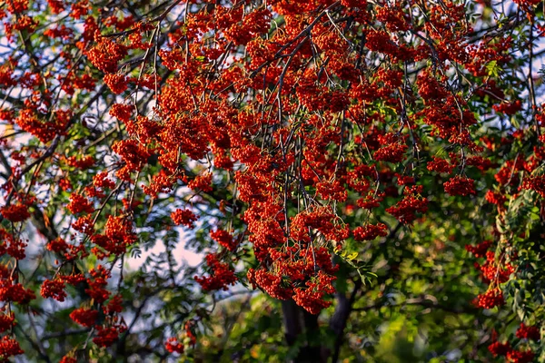 Baies Rowan Rouge Ces Fruits Servent Nourriture Nombreux Oiseaux Animaux — Photo