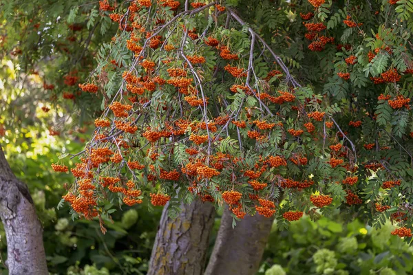 Baies Rowan Rouge Ces Fruits Servent Nourriture Nombreux Oiseaux Animaux — Photo