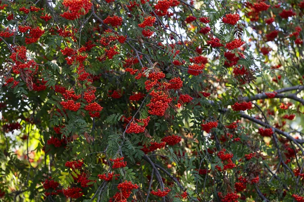 Baies Rowan Rouge Ces Fruits Servent Nourriture Nombreux Oiseaux Animaux — Photo