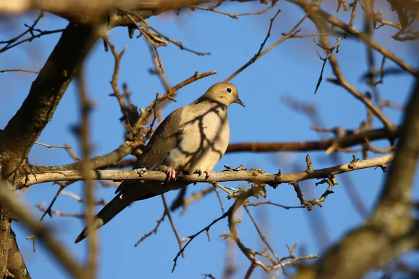 Die Trauernde Taube Auf Dem Baum — Stockfoto