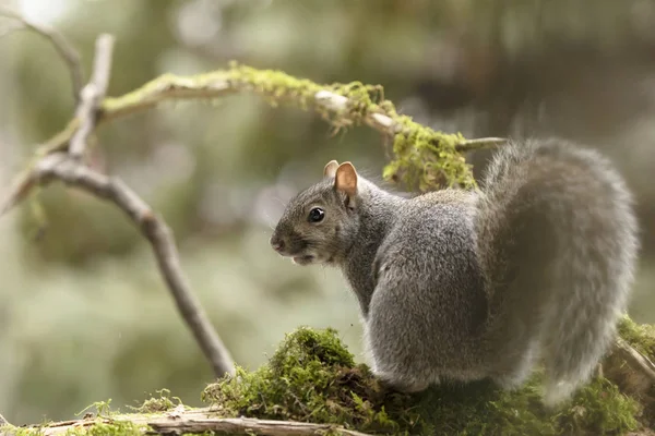 Scoiattolo Grigio Orientale Conosciuto Come Scoiattolo Grigio Animale Nativo Del — Foto Stock