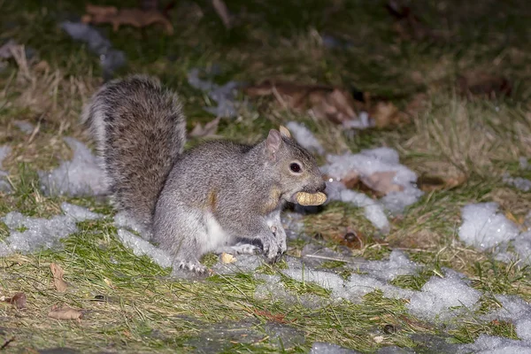 Östliches Grauhörnchen Der Nähe Des Futters Mit Nüssen Das Als — Stockfoto