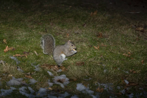 Östliches Grauhörnchen Der Nähe Des Futters Mit Nüssen Das Als — Stockfoto