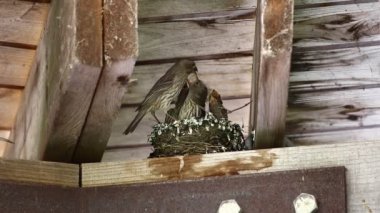 Finch Hanesi yuvada - yavruları besliyor