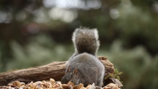 Grauhörnchen Auf Dem Futterhäuschen — Stockvideo