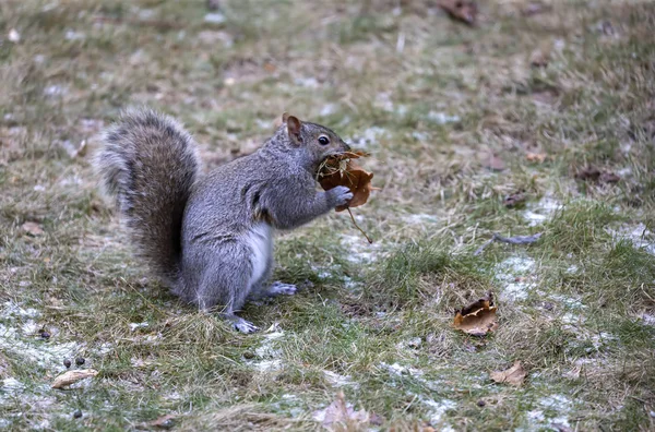 Écureuil Gris Est Recueille Les Feuilles Les Emmène Nid — Photo