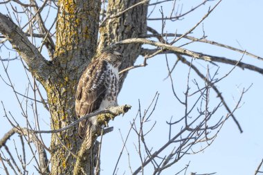 Genç kızıl kuyruklu şahin (Buteo jamaicensis). Wisconsin 'den doğal manzara