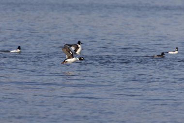 Sıradan altın göz (Bucephala clangula). Bu ördeklerin büyük sürüleri her yıl kışın kuzeyden güneye doğru çekerler.
