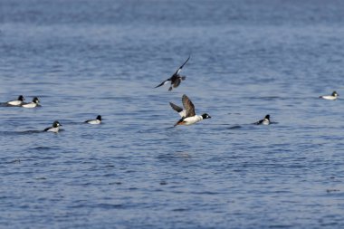 Sıradan altın göz (Bucephala clangula). Bu ördeklerin büyük sürüleri her yıl kışın kuzeyden güneye doğru çekerler.
