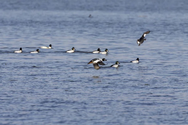 Common Goldeneye Bucephala Clangula Large Flocks Ducks Pull Early Winter — ストック写真