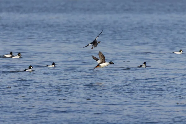 Common Goldeneye Bucephala Clangula Large Flocks Ducks Pull Early Winter — ストック写真