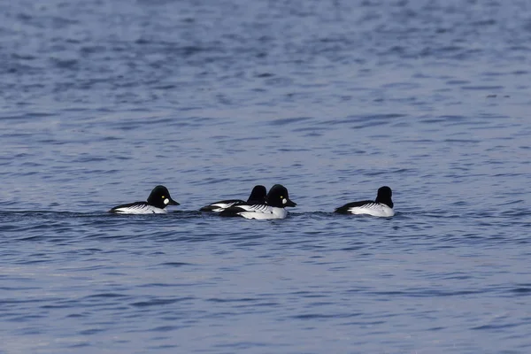 Common Goldeneye Bucephala Clangula Large Flocks Ducks Pull Early Winter — ストック写真