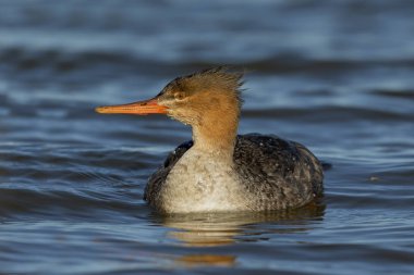 Kırmızı göğüslü merganser, Wisconsin 'deki Michigan gölünde bir kadın.