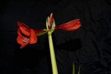 Blossom Amaryllis 