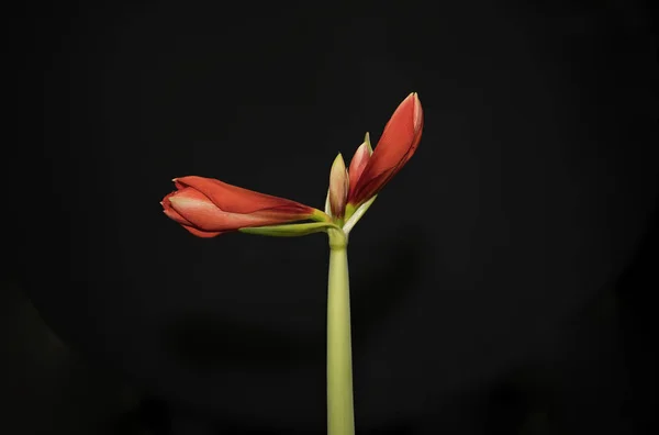 Blossom Amaryllis Qualche Parte Conosciuto Come Nome Comune Signora Nuda — Foto Stock