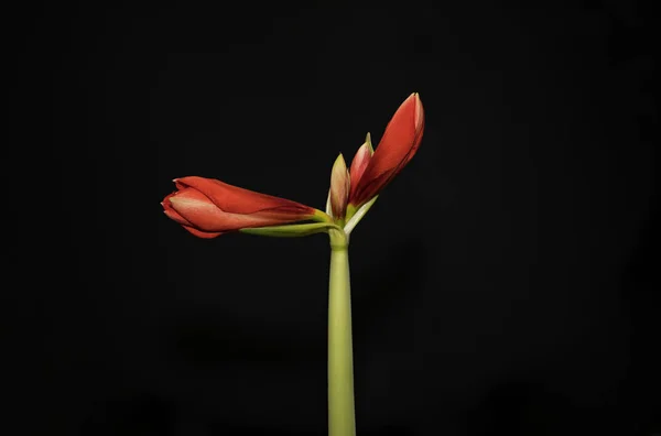 Blossom Amaryllis Qualche Parte Conosciuto Come Nome Comune Signora Nuda — Foto Stock