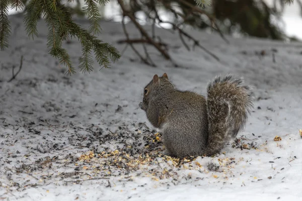 Eichhörnchen Grauhörnchen Schnee Auf Der Suche Nach Samen Unter Dem — Stockfoto