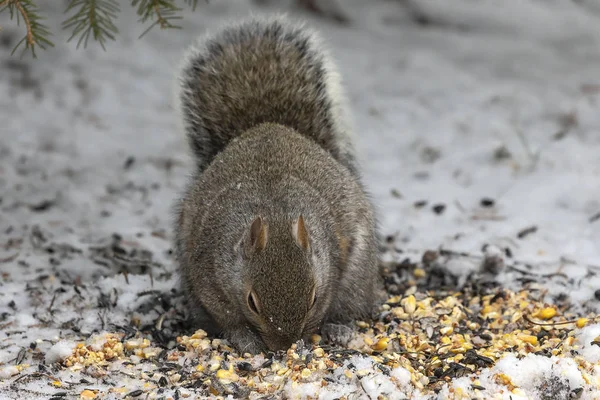 Ekorre Östra Grå Ekorre Snön Letar Efter Frön Mataren — Stockfoto