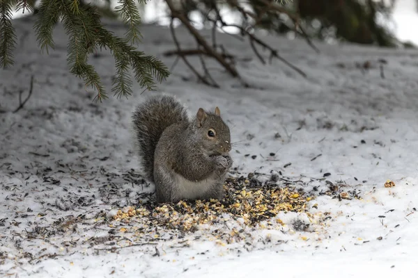 Eichhörnchen Grauhörnchen Schnee Auf Der Suche Nach Samen Unter Dem — Stockfoto