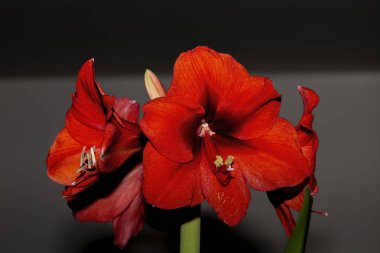 Blossom Amaryllis 